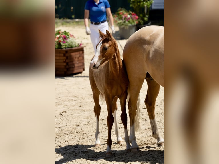 Deutsches Reitpony Hengst Fohlen (03/2025) Fuchs in Halver