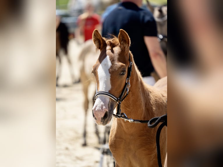 Deutsches Reitpony Hengst Fohlen (03/2025) Fuchs in Halver