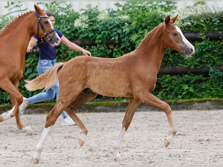 Deutsches Reitpony Hengst Fohlen (04/2024) Fuchs in Kerken