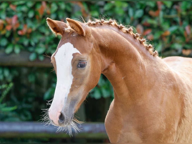 Deutsches Reitpony Hengst Fohlen (04/2024) Fuchs in Kerken