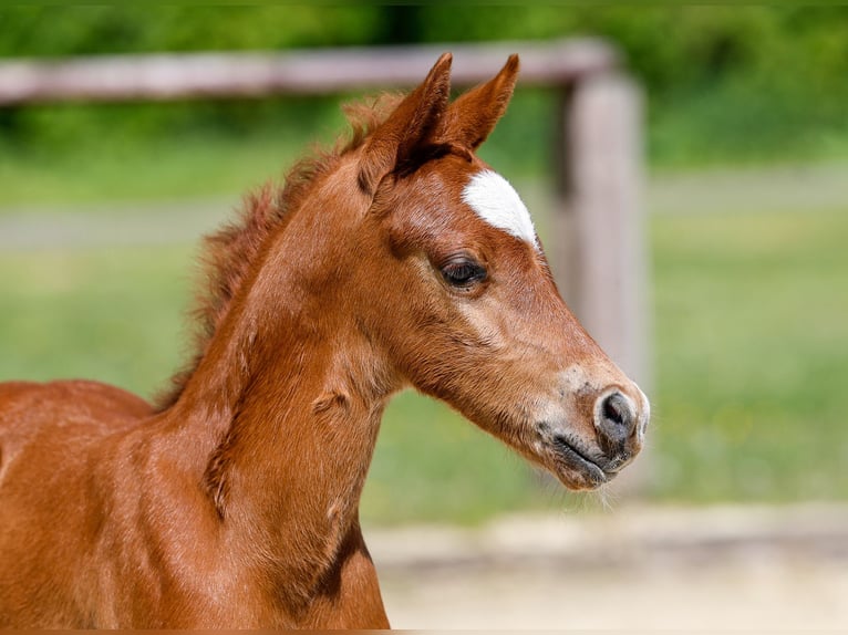 Deutsches Reitpony Hengst  Fuchs in Mlheim