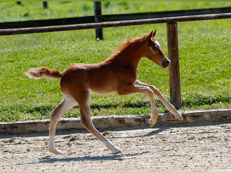 Deutsches Reitpony Hengst  Fuchs in Mlheim