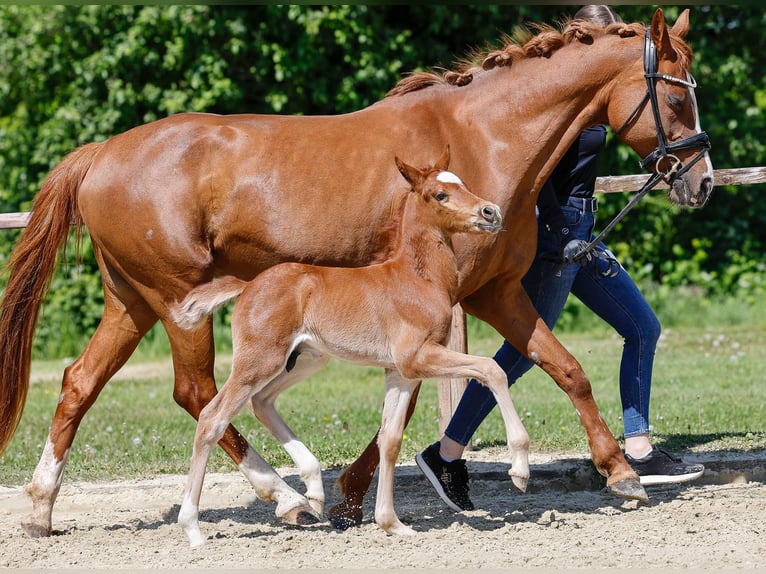 Deutsches Reitpony Hengst  Fuchs in Mlheim