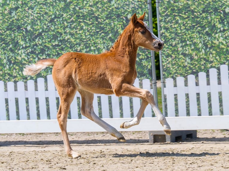 Deutsches Reitpony Hengst Fohlen (03/2026) Fuchs in Mnster-Handorf