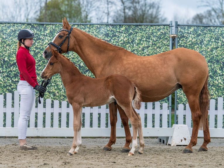 Deutsches Reitpony Hengst Fohlen (02/2026) Fuchs in Münster-Handorf