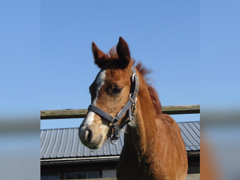 Deutsches Reitpony Hengst  Fuchs in Neustadt an der Orla