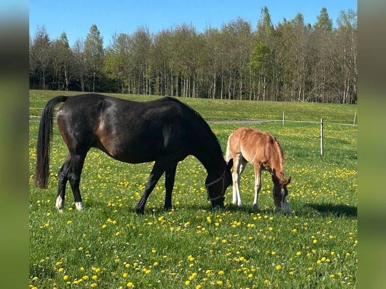 Deutsches Reitpony Hengst  Fuchs in Neustadt an der Orla