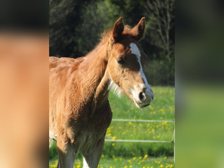 Deutsches Reitpony Hengst  Fuchs in Neustadt an der Orla