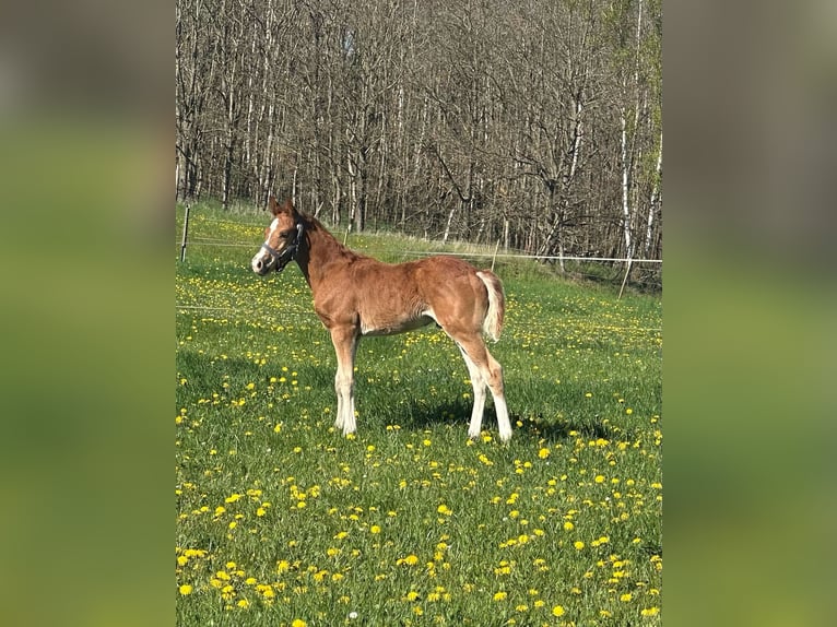 Deutsches Reitpony Hengst  Fuchs in Neustadt an der Orla