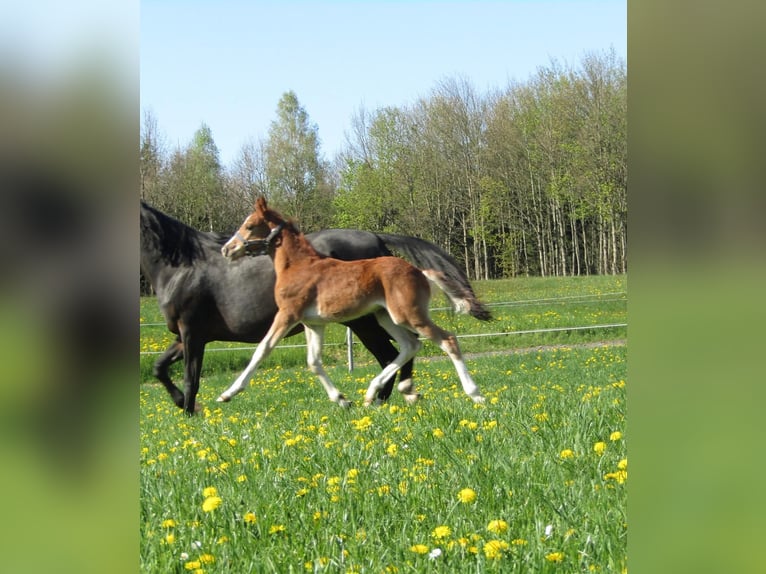 Deutsches Reitpony Hengst  Fuchs in Neustadt an der Orla