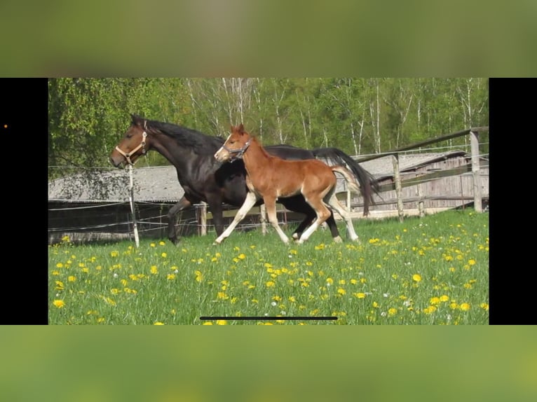 Deutsches Reitpony Hengst  Fuchs in Neustadt an der Orla