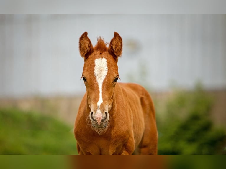 Deutsches Reitpony Hengst Fohlen (04/2026) Fuchs in SchubySchuby
