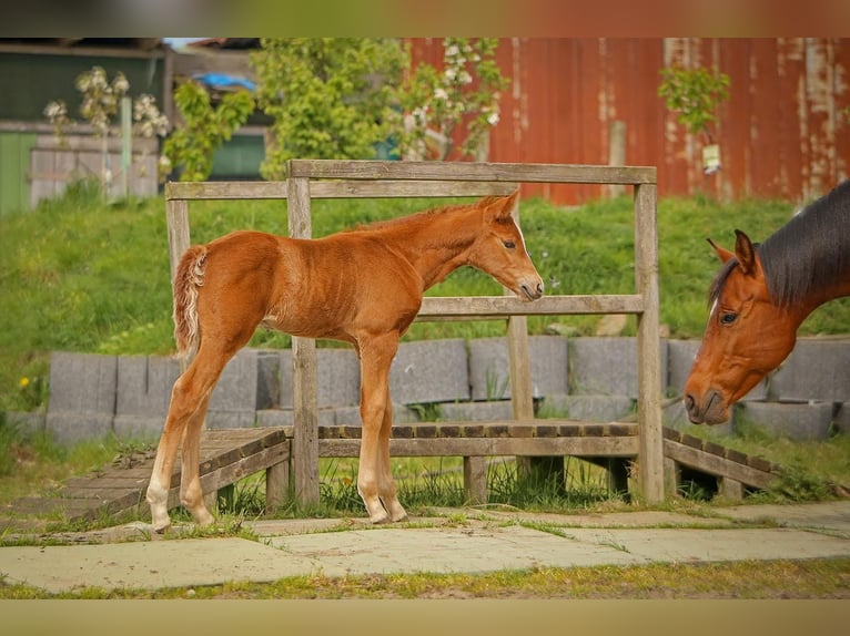 Deutsches Reitpony Hengst Fohlen (04/2026) Fuchs in SchubySchuby