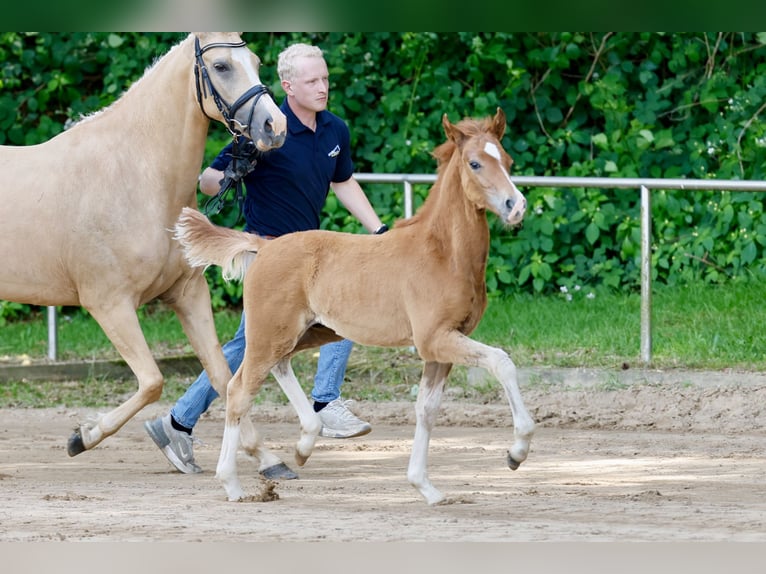 Deutsches Reitpony Hengst Fohlen (04/2026) Fuchs in Sgel