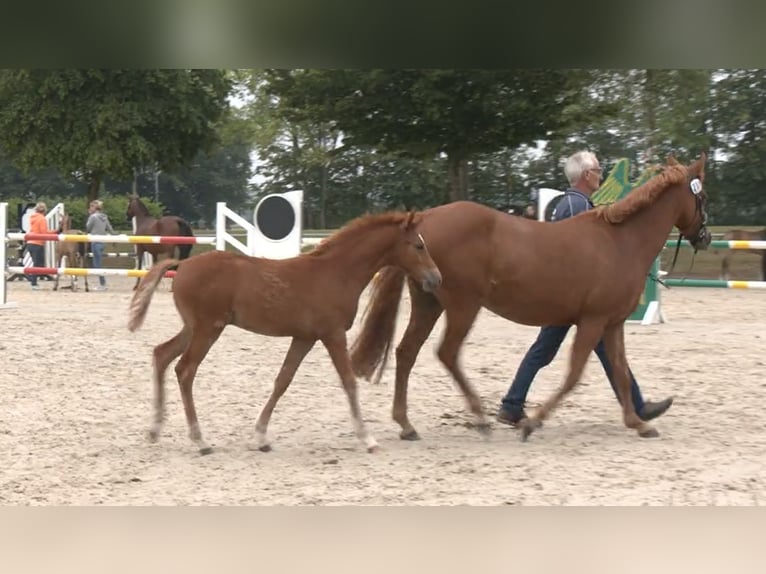 Deutsches Reitpony Hengst Fohlen (04/2026) Fuchs in Ascheberg