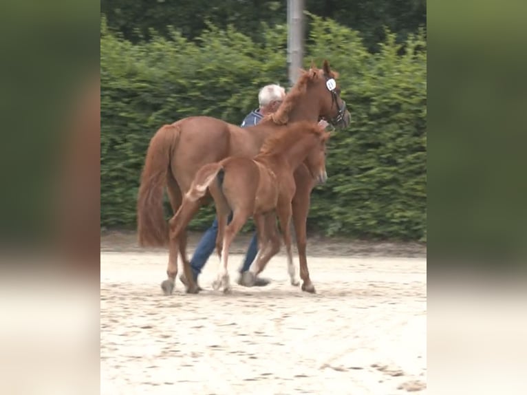 Deutsches Reitpony Hengst Fohlen (04/2026) Fuchs in Ascheberg
