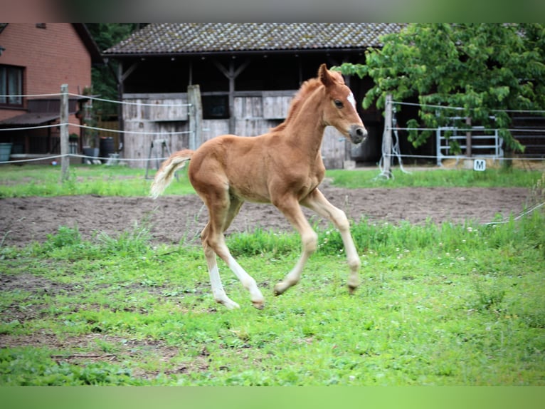 Deutsches Reitpony Hengst  Fuchs in Dannenberg (Elbe) Seybruch