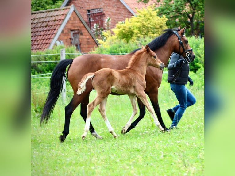 Deutsches Reitpony Hengst  Fuchs in Dannenberg (Elbe) Seybruch
