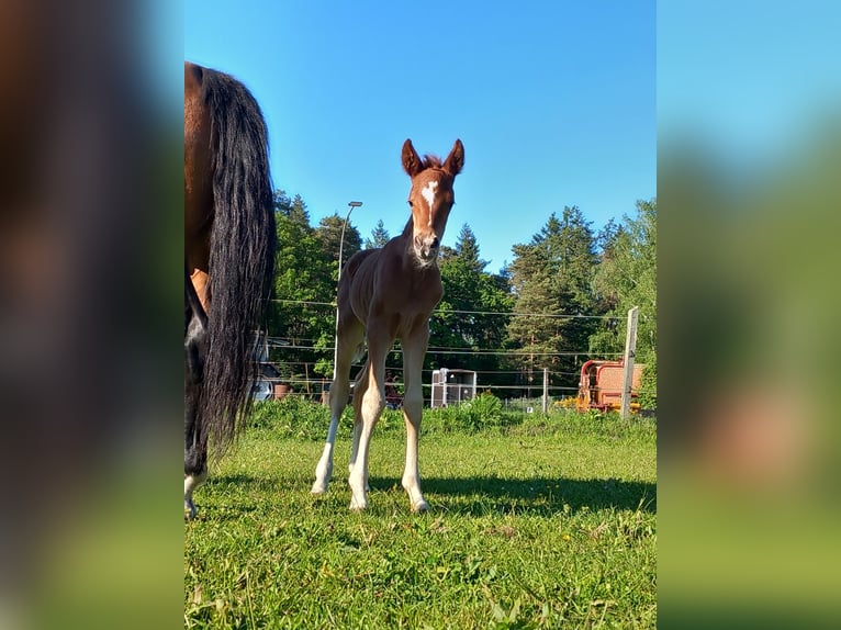 Deutsches Reitpony Hengst  Fuchs in Dannenberg (Elbe) Seybruch