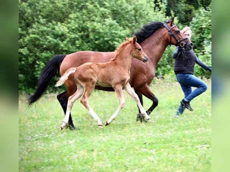 Deutsches Reitpony Hengst  Fuchs in Dannenberg (Elbe) Seybruch