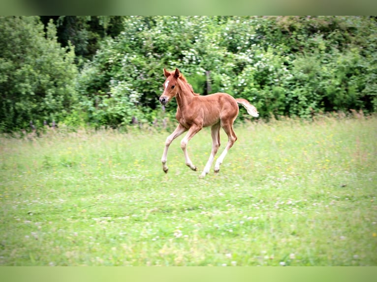 Deutsches Reitpony Hengst  Fuchs in Dannenberg (Elbe) Seybruch