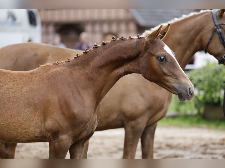 Deutsches Reitpony Hengst Fohlen (03/2026) Fuchs in Esens