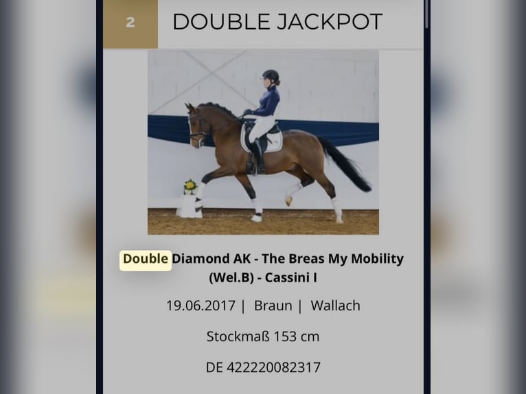 Deutsches Reitpony Hengst Fohlen (01/2025) Fuchs in Flintbek