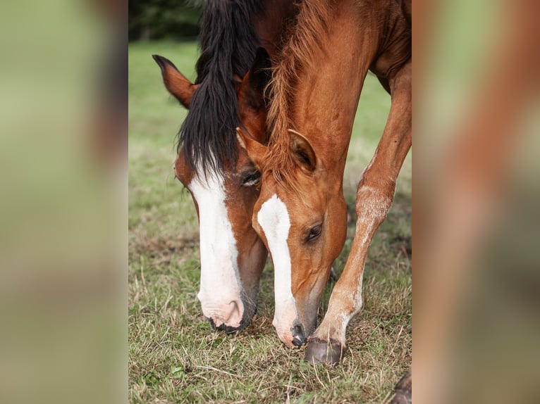 Deutsches Reitpony Hengst Fohlen (01/2025) Fuchs in Flintbek