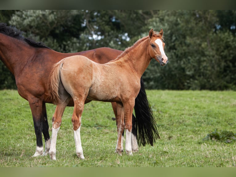 Deutsches Reitpony Hengst Fohlen (01/2025) Fuchs in Flintbek