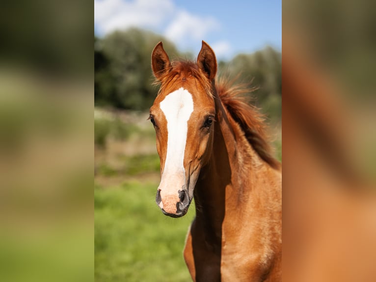 Deutsches Reitpony Hengst Fohlen (01/2025) Fuchs in Flintbek