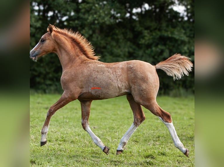 Deutsches Reitpony Hengst Fohlen (01/2025) Fuchs in Flintbek
