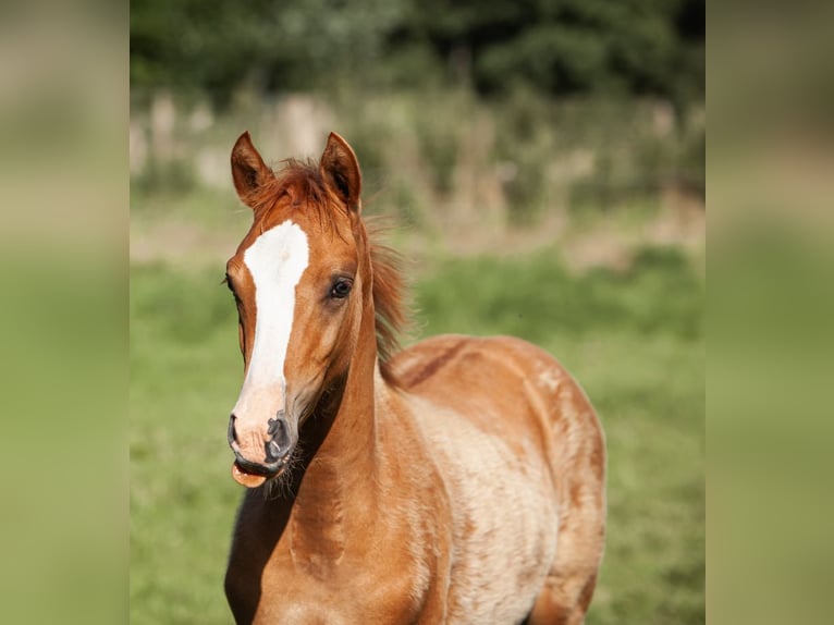 Deutsches Reitpony Hengst Fohlen (01/2025) Fuchs in Flintbek