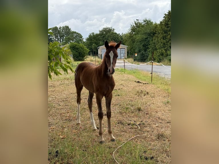 Deutsches Reitpony Hengst Fohlen (04/2025) Fuchs in Auerstedt