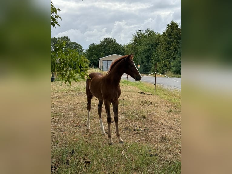 Deutsches Reitpony Hengst Fohlen (04/2025) Fuchs in Auerstedt