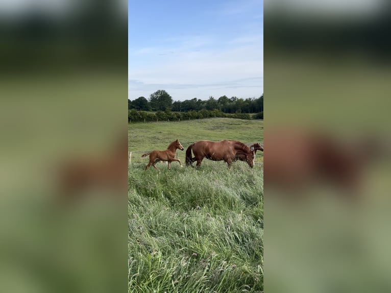 Deutsches Reitpony Hengst Fohlen (05/2025) Fuchs in Struxdorf