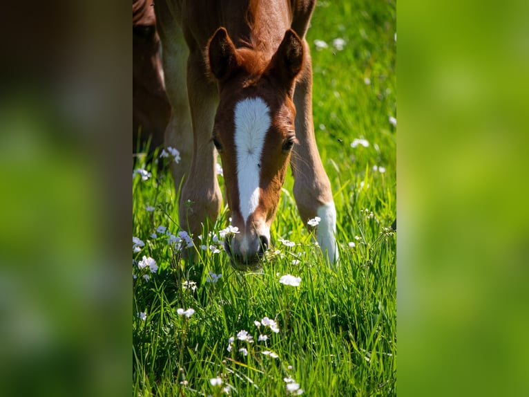 Deutsches Reitpony Hengst Fohlen (05/2025) Fuchs in Struxdorf