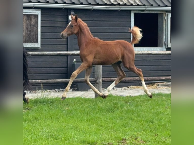 Deutsches Reitpony Hengst Fohlen (01/2026) Fuchs in Tolbert