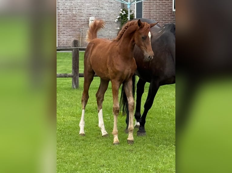 Deutsches Reitpony Hengst Fohlen (01/2026) Fuchs in Tolbert