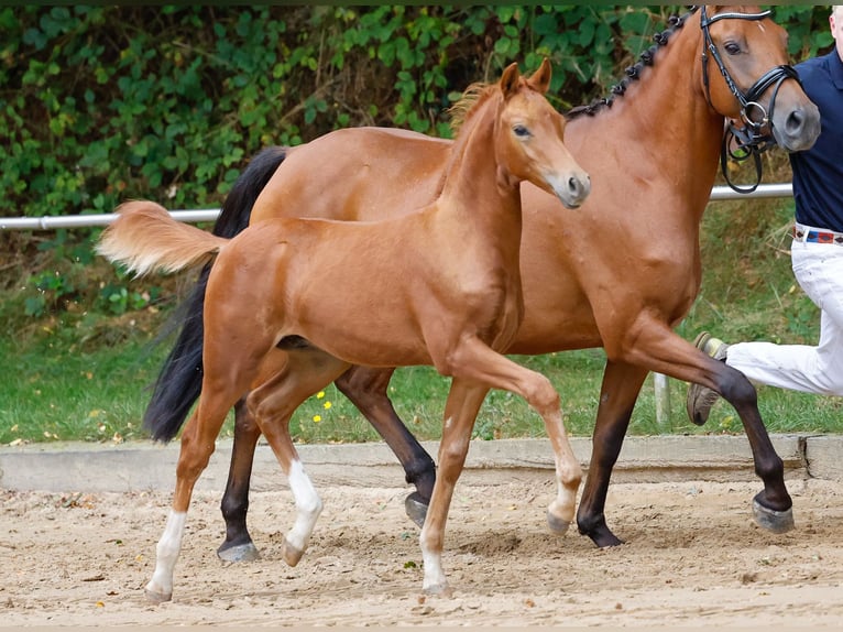 Deutsches Reitpony Hengst Fohlen (06/2024) Fuchs in Tornesch