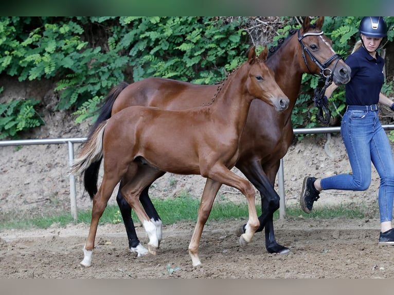 Deutsches Reitpony Hengst Fohlen (04/2026) Fuchs in Twistringen