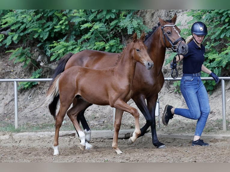 Deutsches Reitpony Hengst Fohlen (04/2026) Fuchs in Twistringen