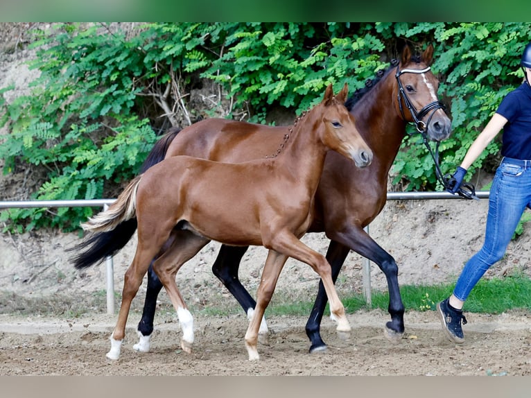 Deutsches Reitpony Hengst Fohlen (04/2026) Fuchs in Twistringen
