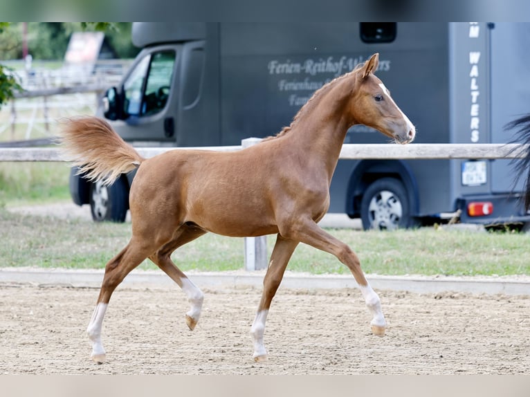 Deutsches Reitpony Hengst Fohlen (01/2026) Fuchs in Varel