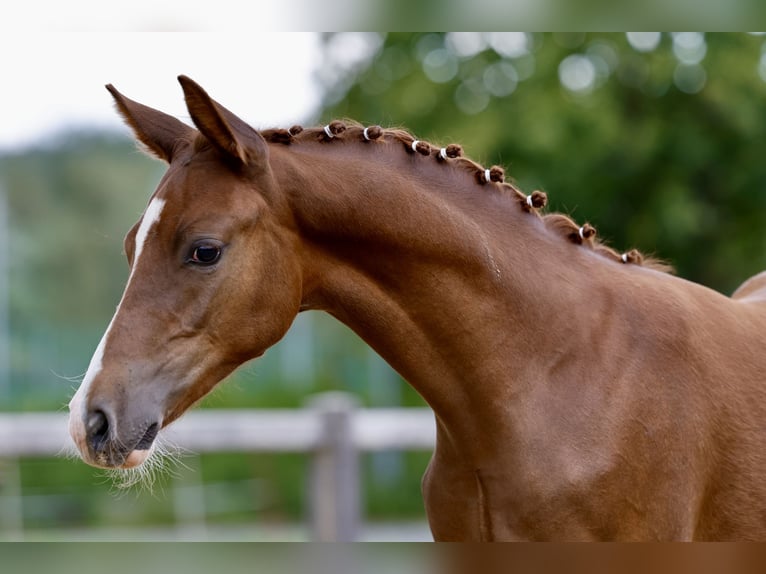 Deutsches Reitpony Hengst Fohlen (01/2026) Fuchs in Varel