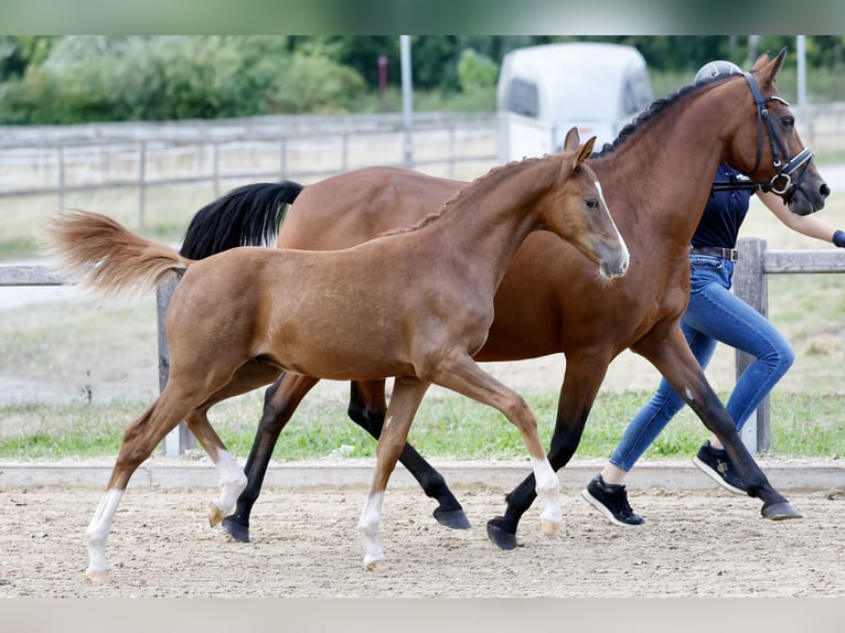Deutsches Reitpony Hengst Fohlen (01/2026) Fuchs in Varel