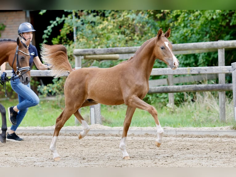Deutsches Reitpony Hengst Fohlen (01/2026) Fuchs in Varel