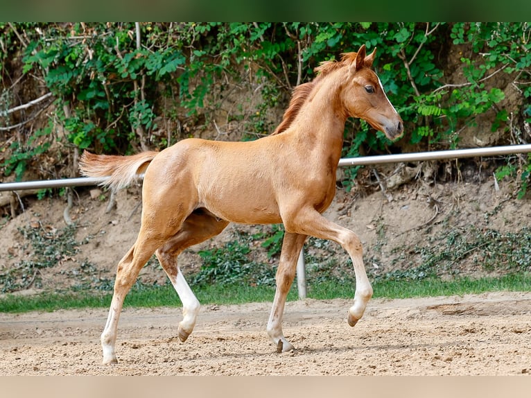 Deutsches Reitpony Hengst Fohlen (05/2025) Fuchs in Vechta