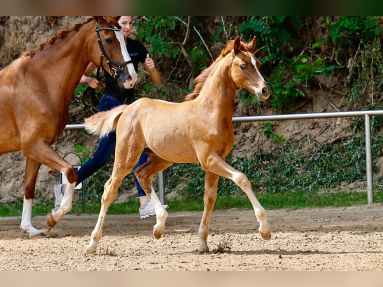 Deutsches Reitpony Hengst Fohlen (05/2025) Fuchs in Vechta