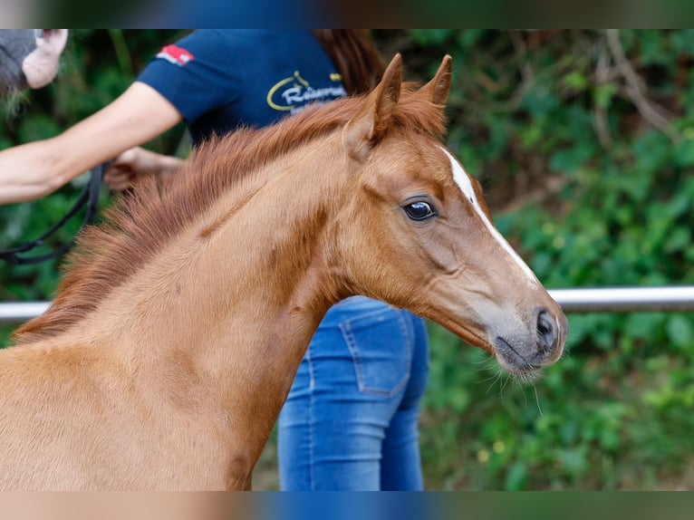 Deutsches Reitpony Hengst Fohlen (05/2025) Fuchs in Vechta