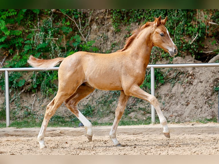 Deutsches Reitpony Hengst Fohlen (05/2025) Fuchs in Vechta